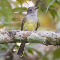 Panama Flycatcher